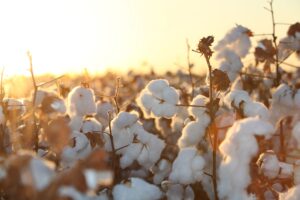 Abrapa comemora Dia Mundial do Algodão