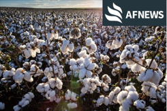 Brasil se consolida entre os maiores produtores de algodão do mundo