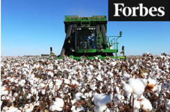 Produção de algodão do Brasil deve crescer 18% em 2022/23, diz Abrapa