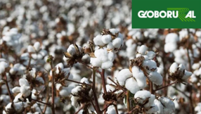 Sustentabilidade garante ao produtor de algodão renda 10% acima do mercado