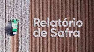 Relatório de safra- dezembro de 2024