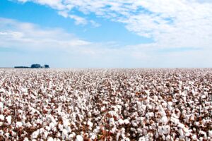 Mato Grosso está oficialmente fora da zona de exclusão de algodoeiros transgênicos