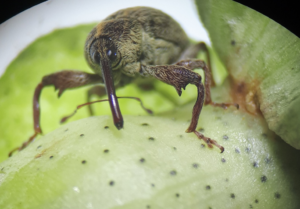 14º Congresso Brasileiro do Algodão (14º CBA): entomologia, muito além do “bicudo”.