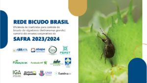 Rede Bicudo Brasil divulga relatório sobre eficiência de inseticidas no controle do bicudo-do-algodoeiro